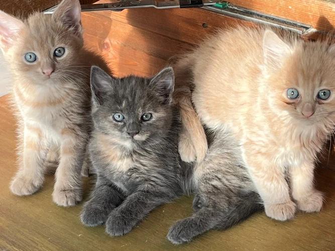 Daisy, Maeve, Dennis and Dave