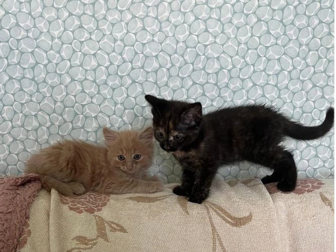Daisy and Dennis