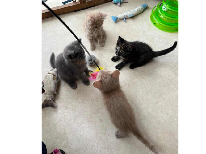Daisy, Maeve, Dennis and Dave