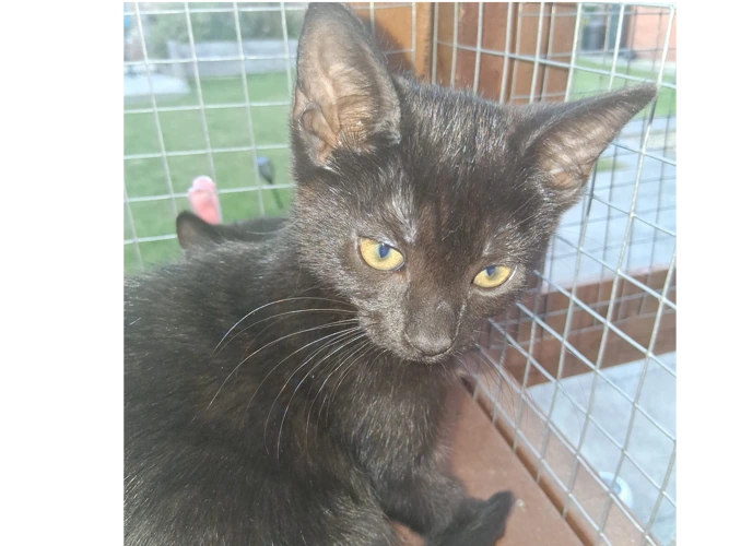 Zelda (kitten)