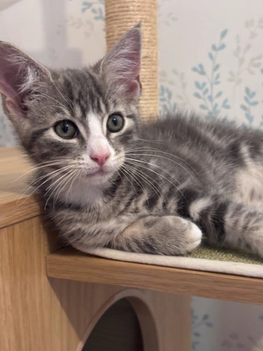 Chico