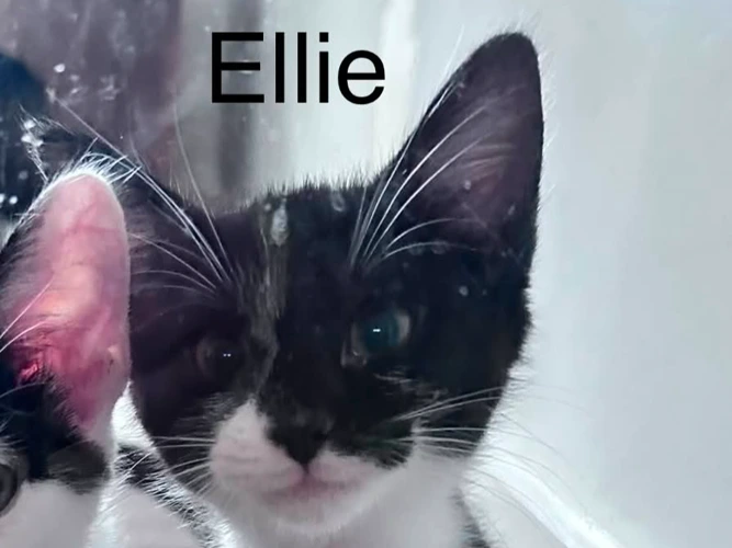 6 Kittens