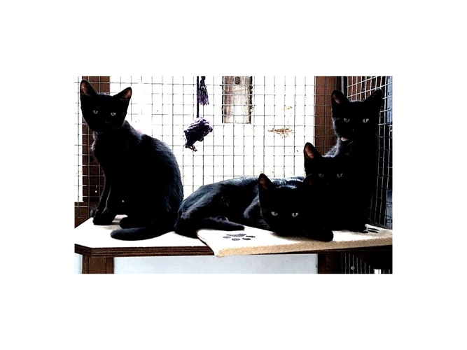 The Black Panthers