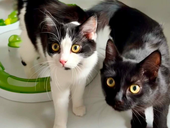 Pixie and Delilah