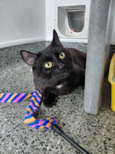 Bagheera