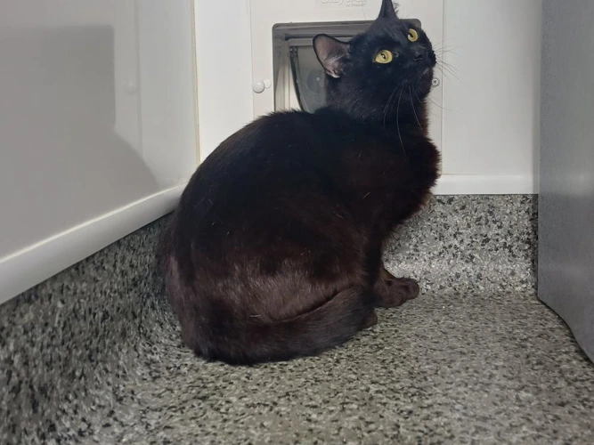 Bagheera
