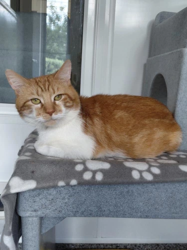 Rajah