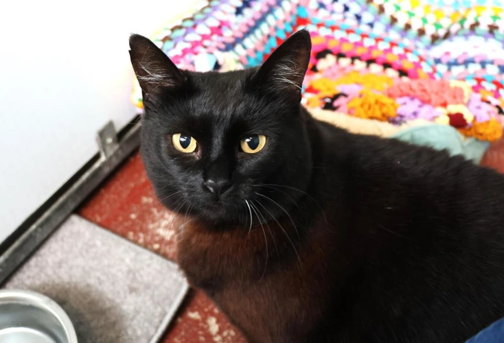 Nala