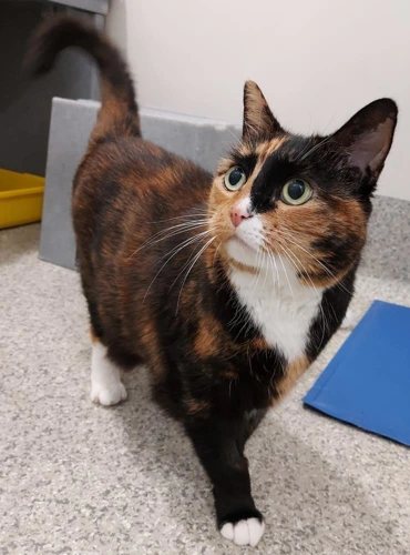 Susie 11 Year Old Female