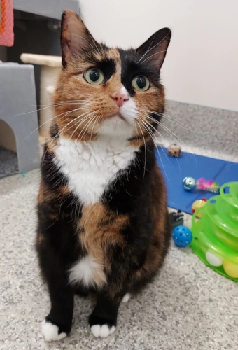 Susie 11 Year Old Female