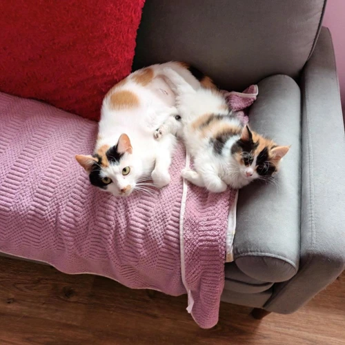 Winnie and Willow