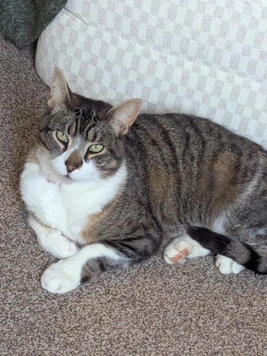 Tomo
