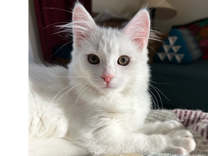 Pearl