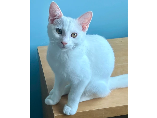 Kittens – Camilia & Peppermint