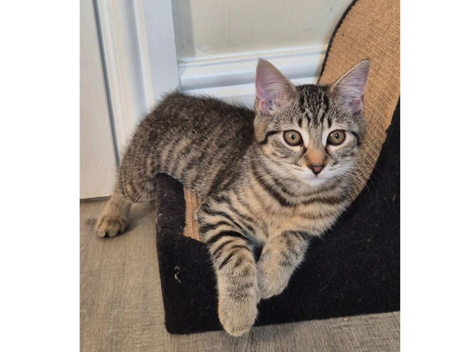 Kittens – Tea Party - Camilia