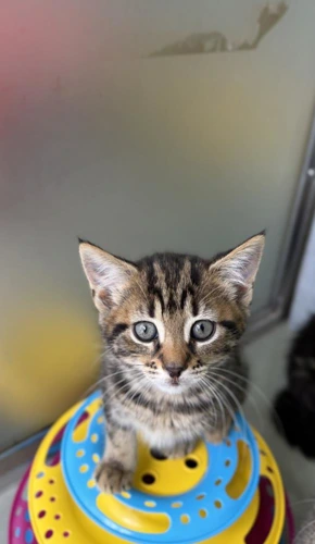 Fiyero