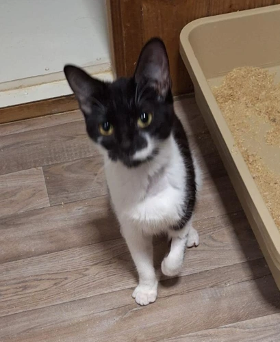 Della