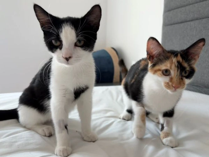 Gracie and Gabby   (PAIR)