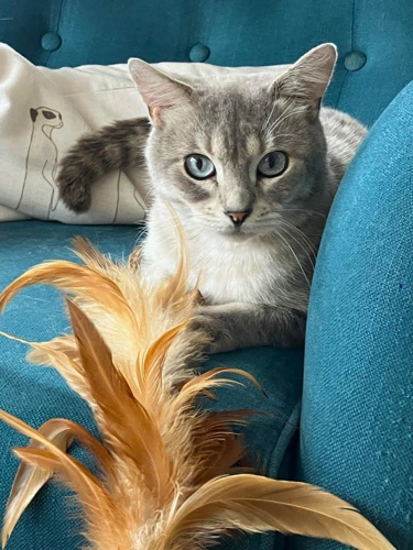 Pico