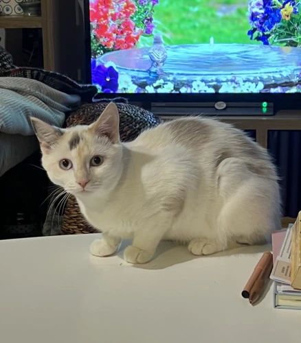 Annie