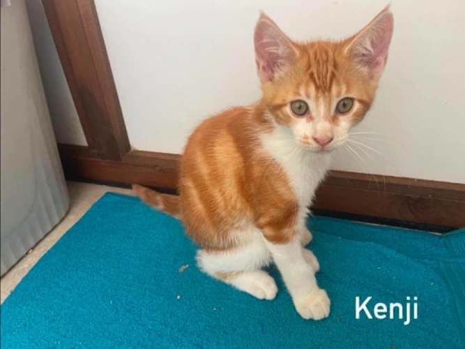 Kenji