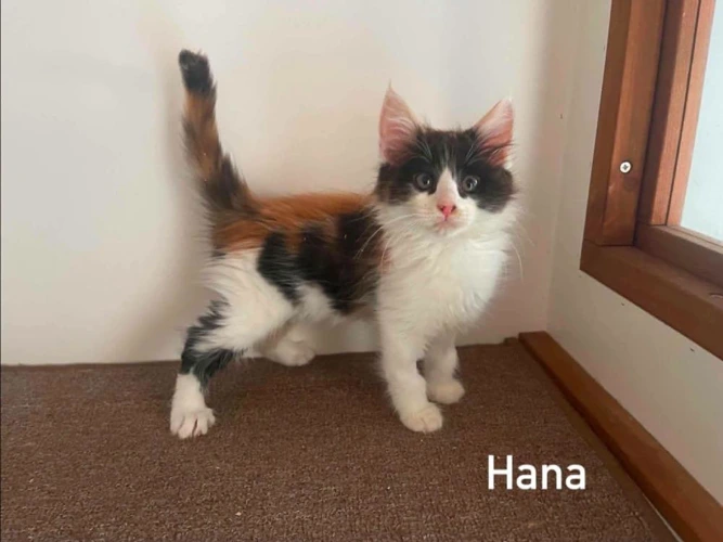 Hana