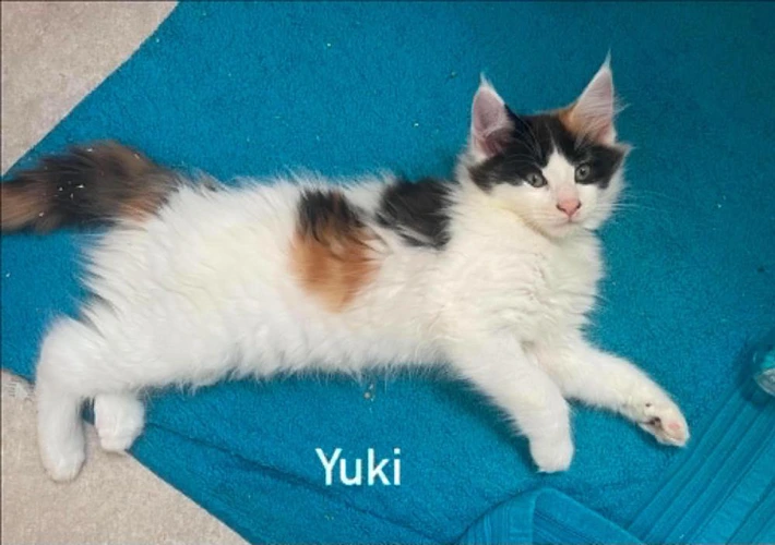 Yuki