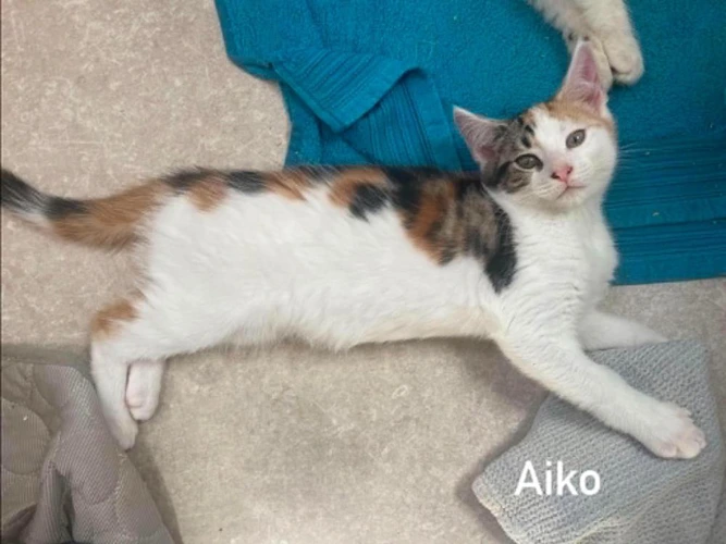 Aiko