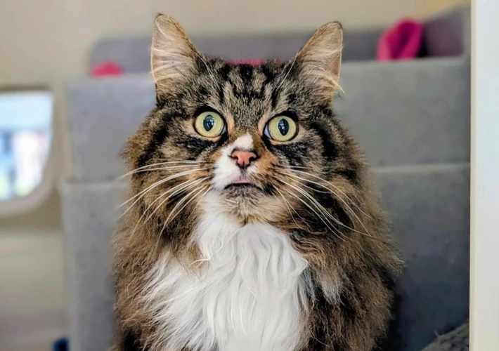 Willow