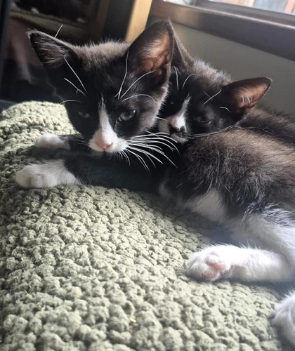 Leo and Lola