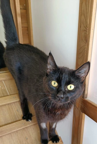Ebony