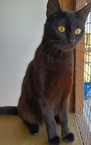 Ebony