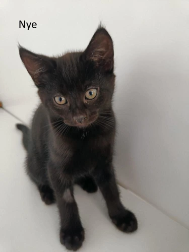 Nyx