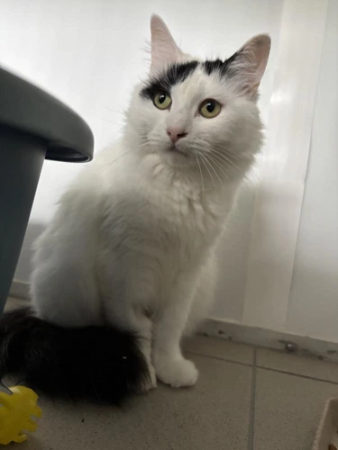 CiCi