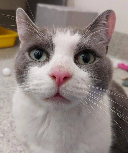 Teddy 7 Year Old Male