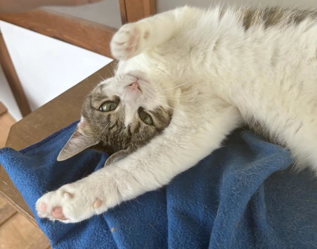 Daisie