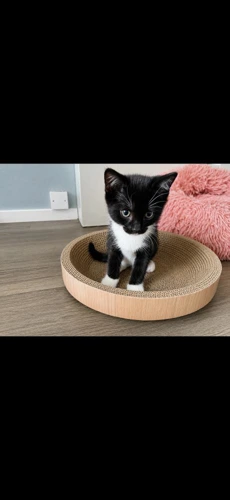 Evie