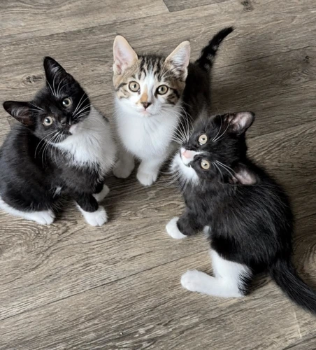 3 bonded kittens