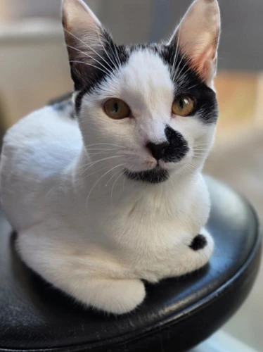 Hazel