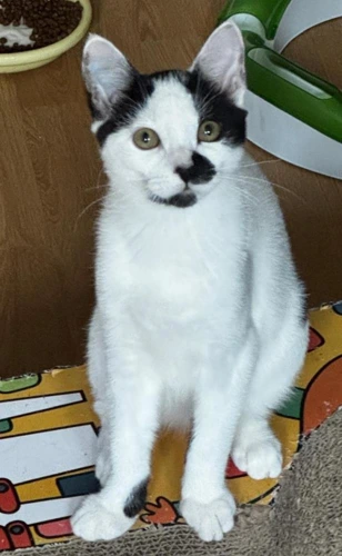 Hazel