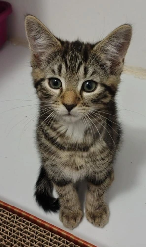 Flynn
