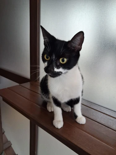 Bella 152 2026