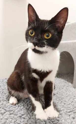 Harriet 10 Month Old Female