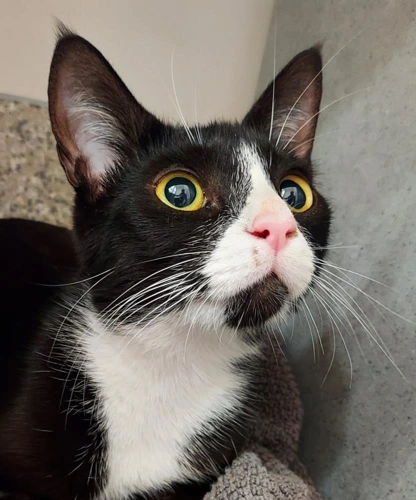 Irene 18 Month Old Female