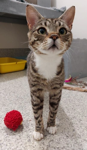 Judith 1 Year Old Female