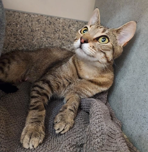 Heather 18 Month Old Female