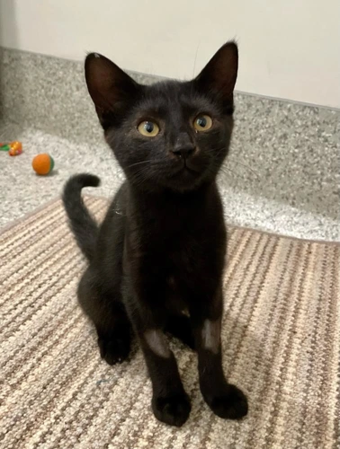 Slinky 4 Month Old Male