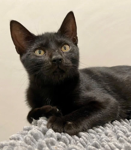 Mrs Nesbitt 4 Month Old Female