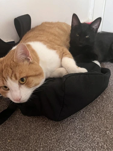 Zuko and Rex