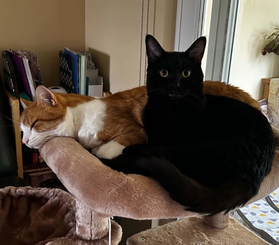 Zuko and Rex